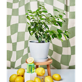 Bloomscape Eureka Lemon Tree